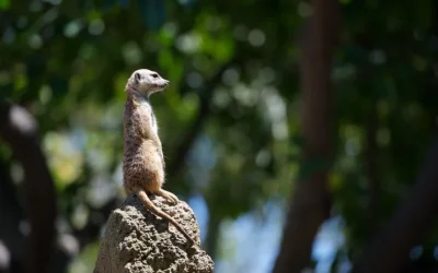 Are you paying attention?